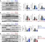 eNOS Antibody in Western Blot (WB)