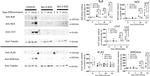 Sodium/Calcium Exchanger Antibody in Western Blot (WB)