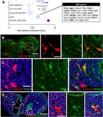 Fibrillin 2 Antibody in Immunohistochemistry (IHC)