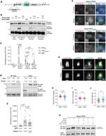 POC5 Antibody in Western Blot (WB)
