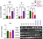 TBX5 Antibody in Western Blot (WB)
