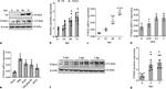 Actin Antibody in Western Blot (WB)