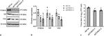 Actin Antibody in Western Blot (WB)