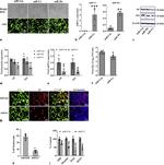 Actin Antibody in Western Blot (WB)