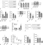 Actin Antibody in Western Blot (WB)