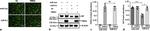 Actin Antibody in Western Blot (WB)