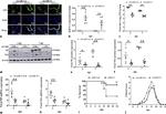 Actin Antibody in Western Blot (WB)