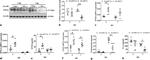 Actin Antibody in Western Blot (WB)
