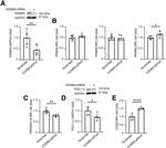 PPARGC1A Antibody in Western Blot (WB)