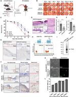Adiponectin Antibody in Western Blot (WB)