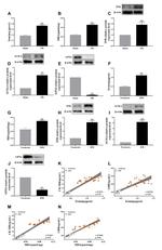 GPX4 Antibody in Western Blot (WB)