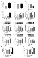 GPX4 Antibody in Western Blot (WB)