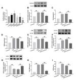 GPX4 Antibody in Western Blot (WB)