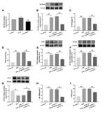 GPX4 Antibody in Western Blot (WB)