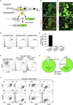 AIRE Antibody in Flow Cytometry (Flow)