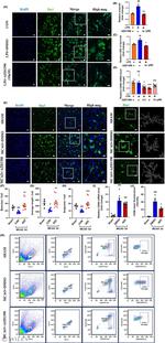 CD86 (B7-2) Antibody in Flow Cytometry (Flow)