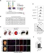 CD31 (PECAM-1) Antibody in Flow Cytometry (Flow)