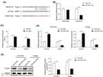Perlecan Antibody in Western Blot (WB)