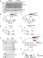 MCU Antibody in Western Blot (WB)