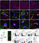 LAMP2 Antibody in Western Blot (WB)