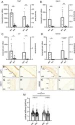 CDH11 Antibody in Immunohistochemistry (IHC)