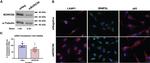 C17orf59 Antibody in Western Blot (WB)