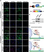 C17orf59 Antibody in Western Blot (WB)