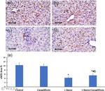 eNOS Antibody in Immunohistochemistry (IHC)