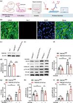 NFkB p50 Antibody in Western Blot (WB)