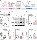 NFkB p50 Antibody in Western Blot (WB)