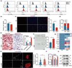 CD45 Antibody in Flow Cytometry (Flow)