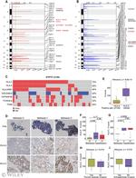 HLA-C Antibody in Immunohistochemistry (IHC)