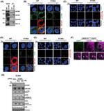 ENTH Antibody in Western Blot, Immunoprecipitation (WB, IP)