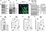 ENTH Antibody in Immunoprecipitation (IP)
