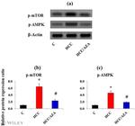 Phospho-mTOR (Ser2454) Antibody in Western Blot (WB)