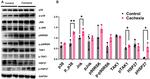 GAPDH Antibody in Western Blot (WB)