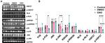 GAPDH Antibody in Western Blot (WB)