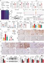 CES2 Antibody in Immunohistochemistry (Paraffin) (IHC (P))