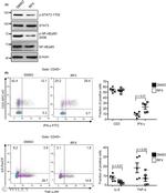 TNF alpha Monoclonal Antibody (MAb11), PE, eBioscience™