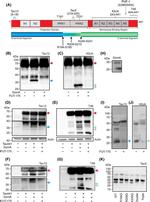 Tau Antibody in Western Blot (WB)