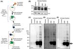 Tau Antibody in Western Blot (WB)