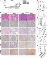 HLA-ABC Antibody in Immunohistochemistry (PFA fixed) (IHC (PFA))