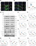 VE-cadherin Antibody in Western Blot (WB)