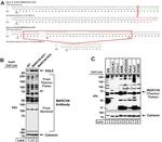 TEB4 Antibody in Western Blot (WB)
