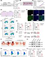 IFN gamma Antibody in Flow Cytometry (Flow)