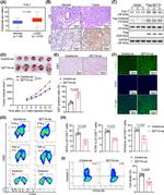 IFN gamma Antibody in Flow Cytometry (Flow)