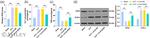GPX4 Antibody in Western Blot (WB)