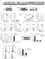 OVA257-264 (SIINFEKL) peptide bound to H-2Kb Antibody in Flow Cytometry (Flow)