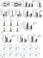 Granzyme B Antibody in Flow Cytometry (Flow)