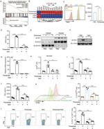 IFN gamma Monoclonal Antibody (XMG1.2), PE-Cyanine7, eBioscience™
